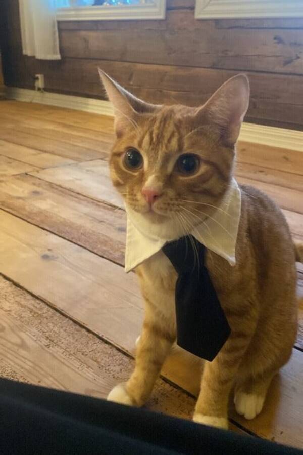 Katt - Moskus Aprikos