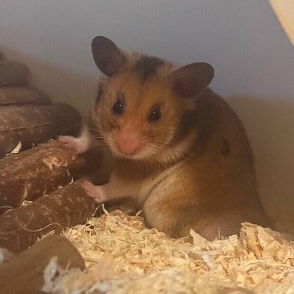 Annet - Hamster 