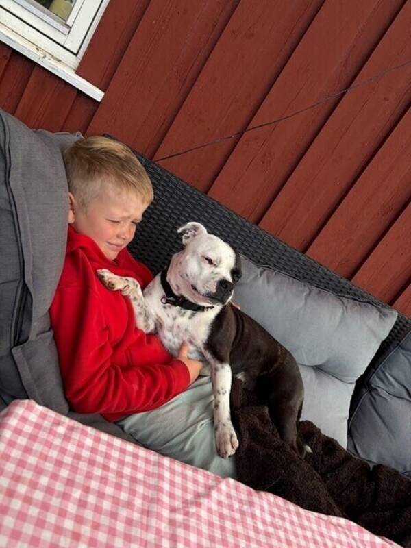 Hund - Staff