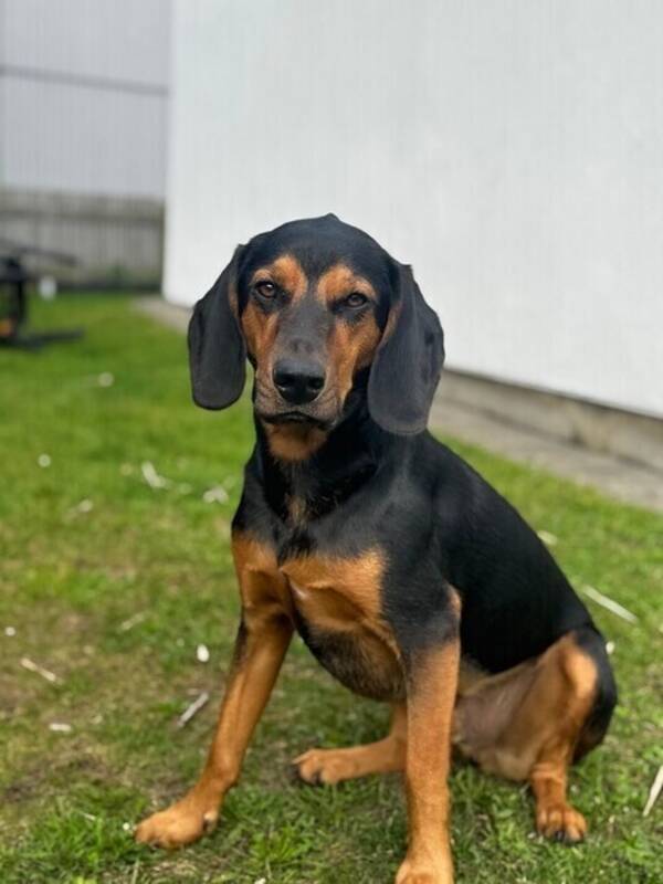 Hund - Jakthunden Ozzy