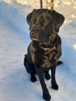 Labradoren Selma