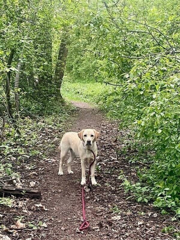 Hund - Labrador retriever