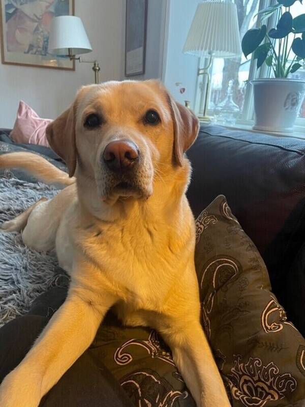 Hund - Labrador retriever