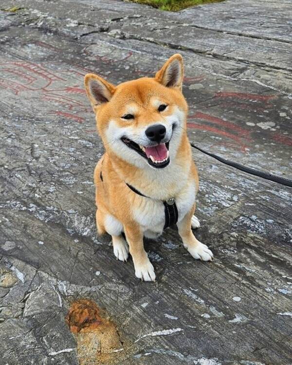 Hund - Yojimbo