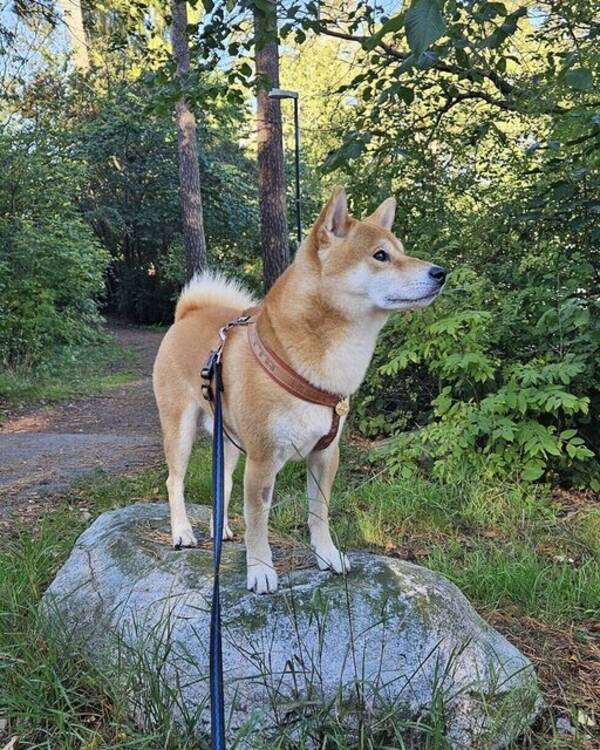 Hund - Yojimbo
