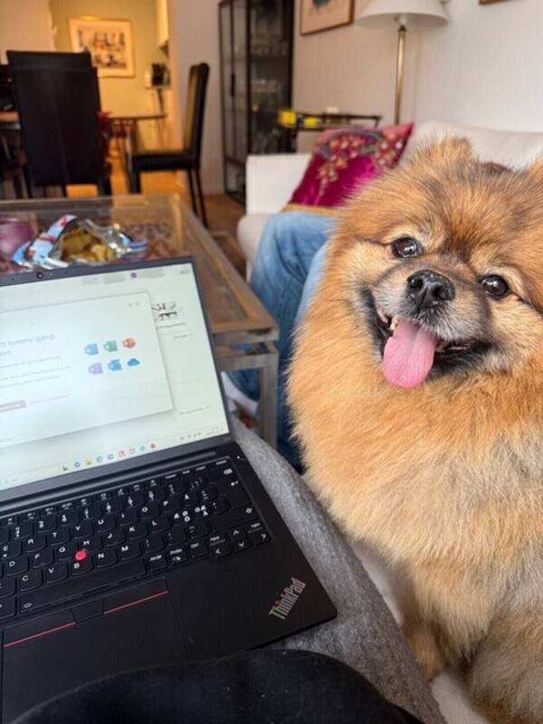 Hund - Tyson 