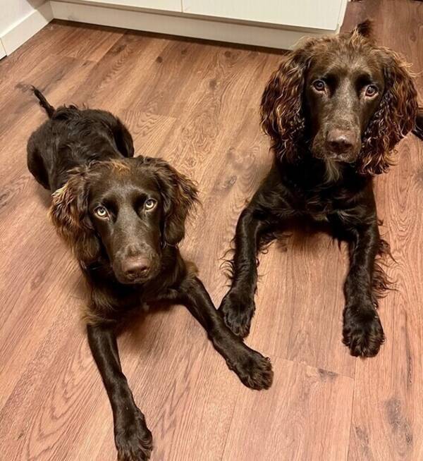 Hund - Dellie Cato