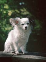 Chihuahua Papillon