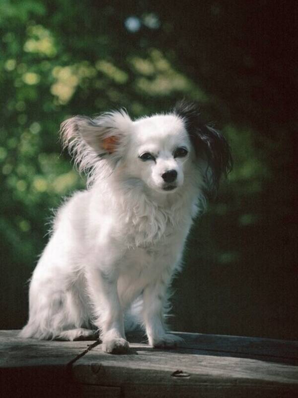 Hund - Chihuahua Papillon