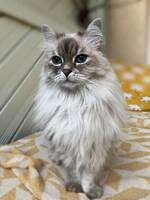 Doris