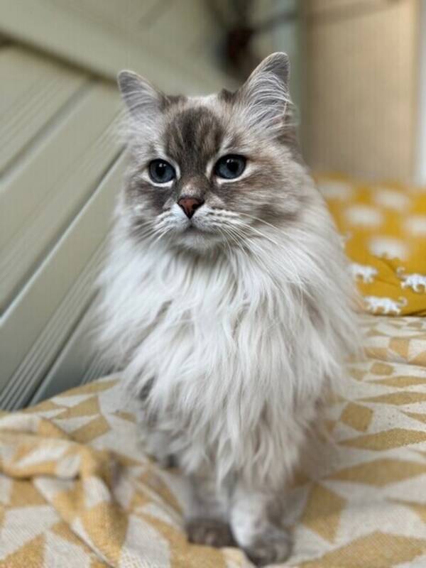 Katt - Doris