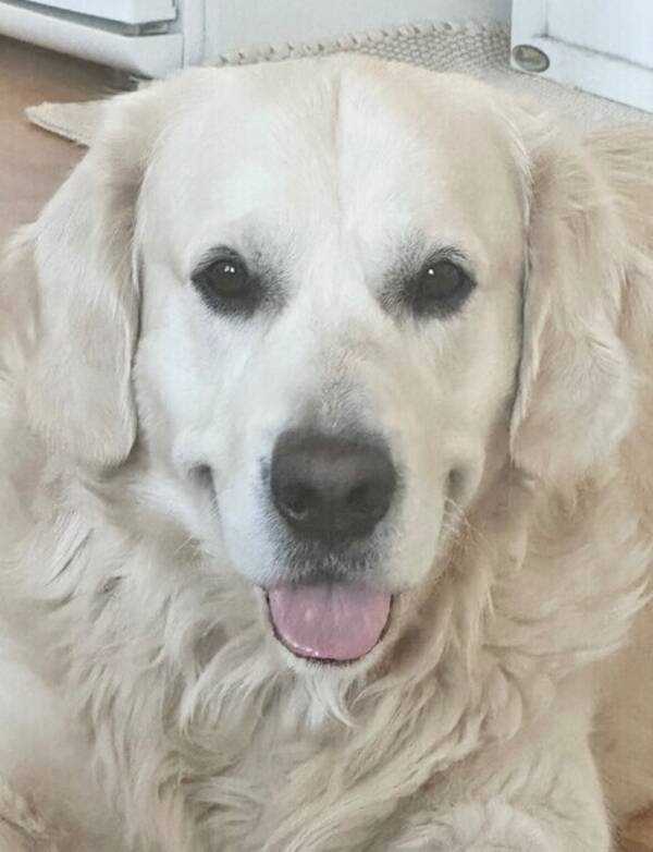 Hund - Atlas