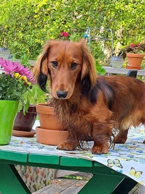 Hund - Långhårig normalstorlek tax Florian
