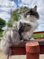 Ronja 