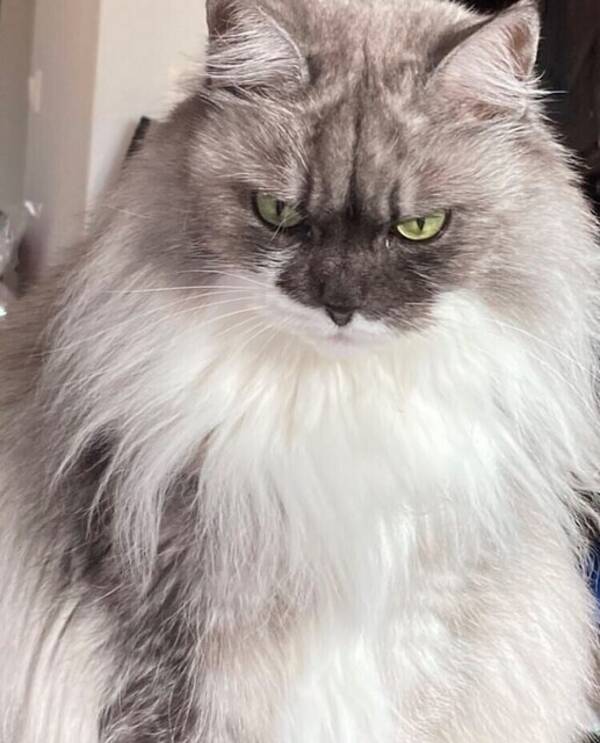 Katt - Ronja 