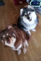 Finsk lapphund
