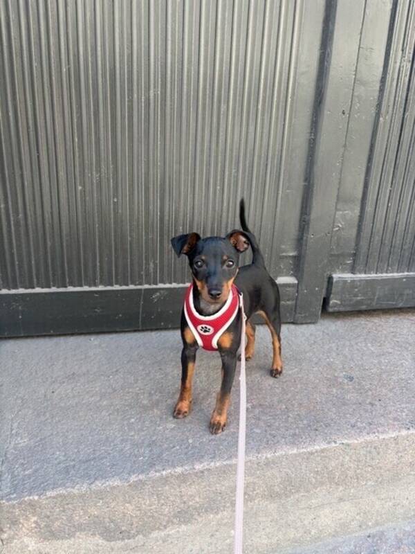 Hund - Dverg pincher Ozzi