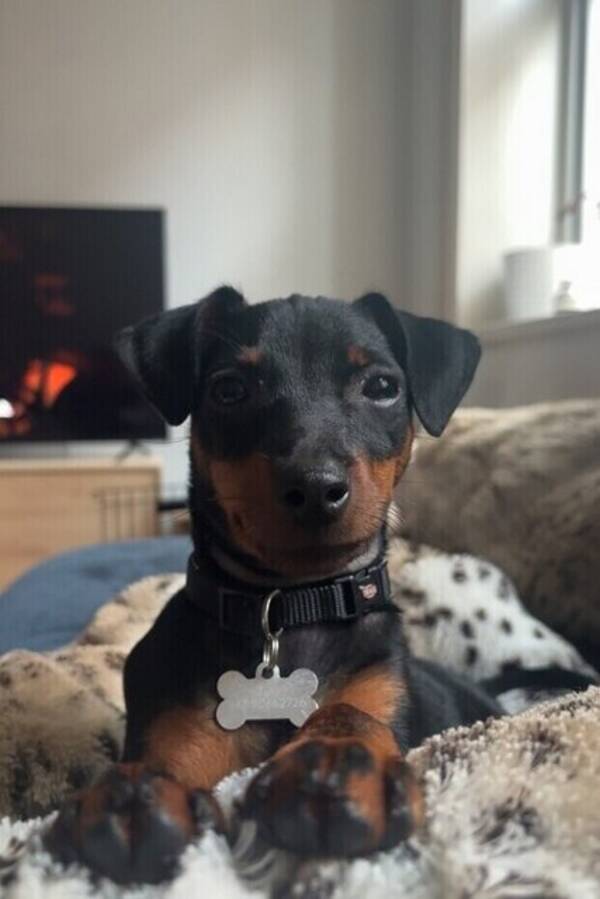 Hund - Dverg pincher Ozzi