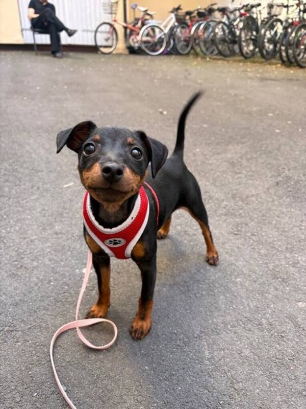 Hund - Dverg pincher Ozzi