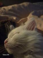 Lilja