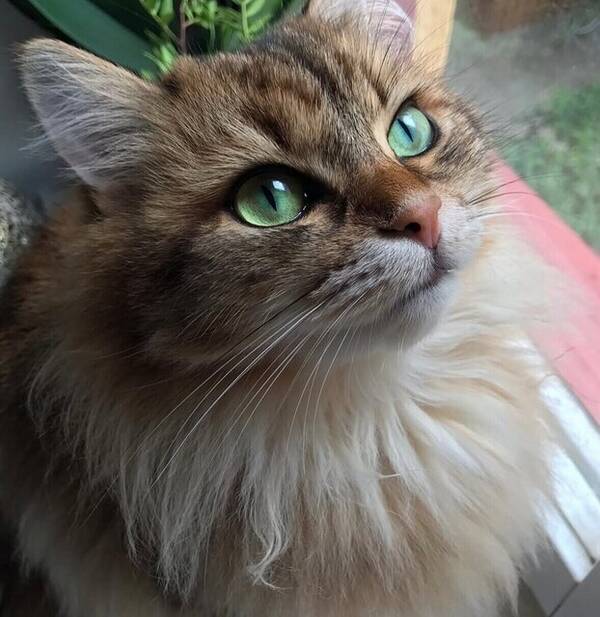 Katt - Sibiren Bianca