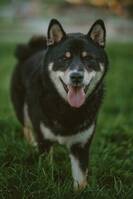 Shiba Inu