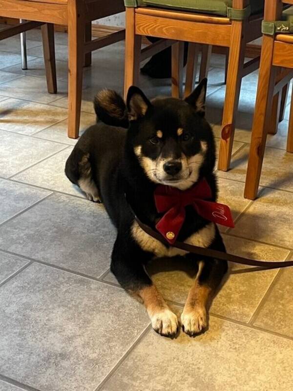 Hund - Shiba Inu 