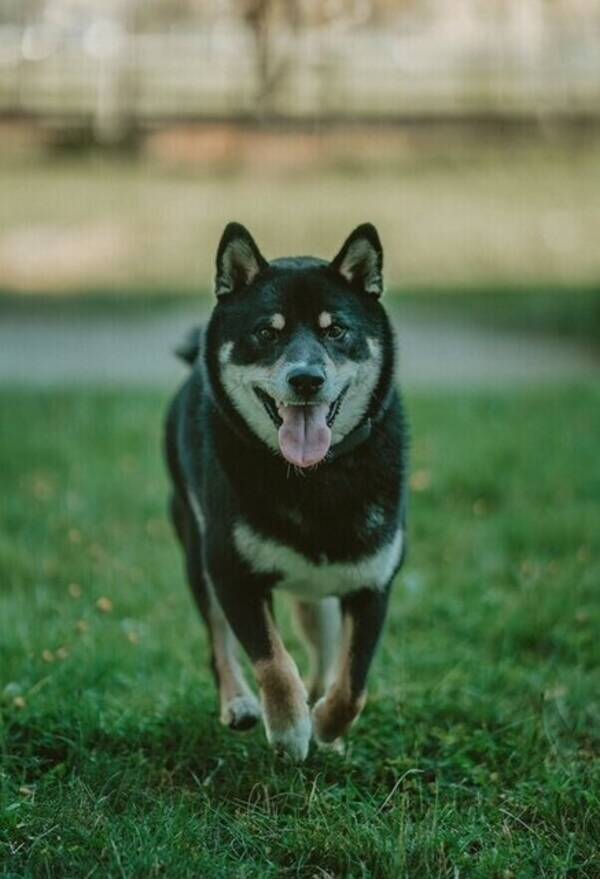 Hund - Shiba Inu 