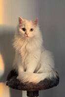 Katten Dumbo 