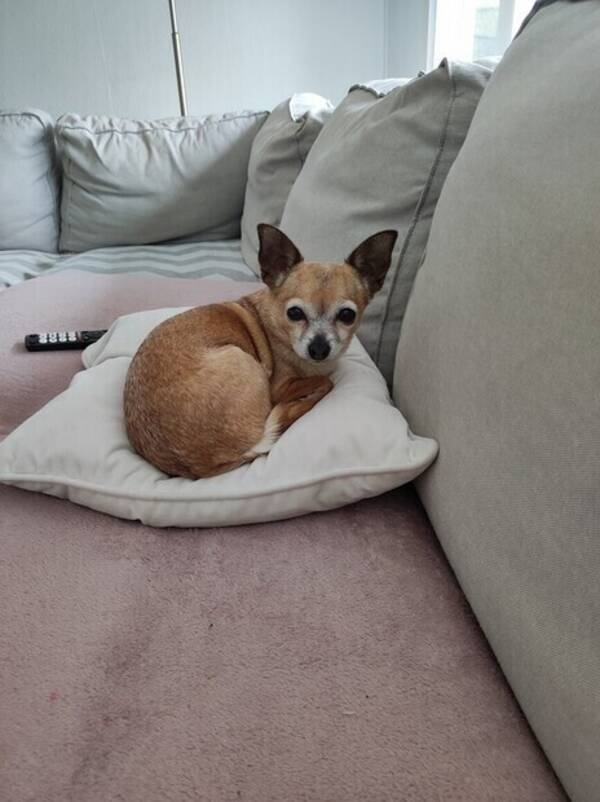 Hund - Molly chihuahua 