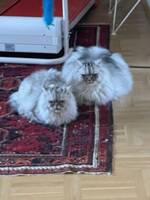 Katterna Chippen och Mille