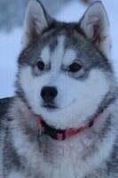 Siberian Husky Akira