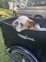 Engelska bulldoggen Daisy