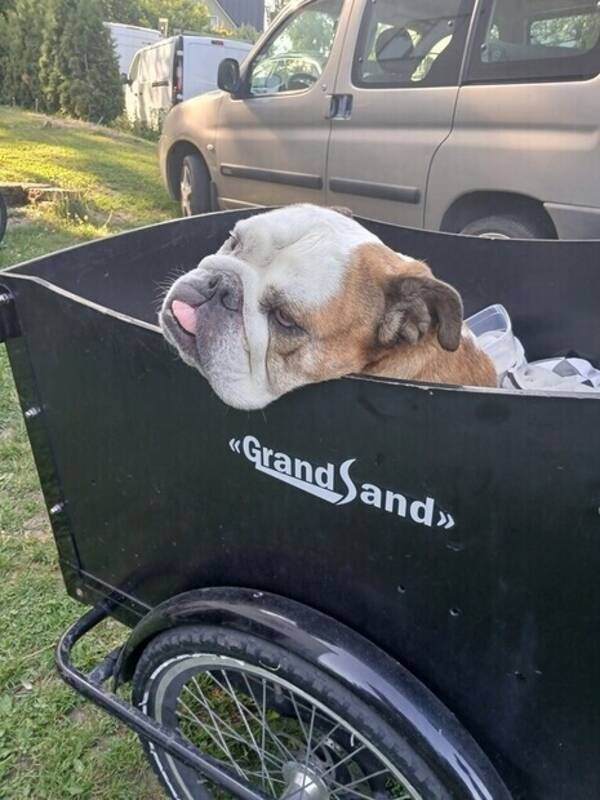 Hund - Engelska bulldoggen Daisy 