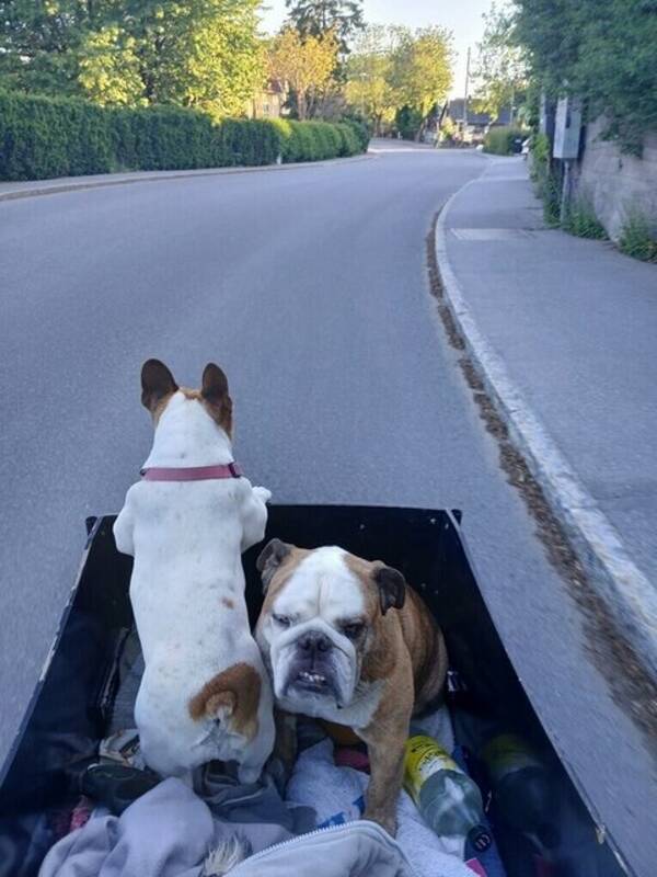 Hund - Engelska bulldoggen Daisy 
