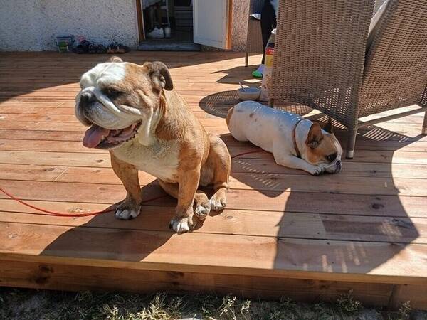 Hund - Engelska bulldoggen Daisy 