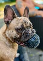 Fransk bulldog ”Majken”