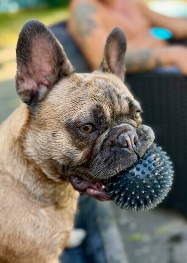 Hund - Fransk bulldog ”Majken”