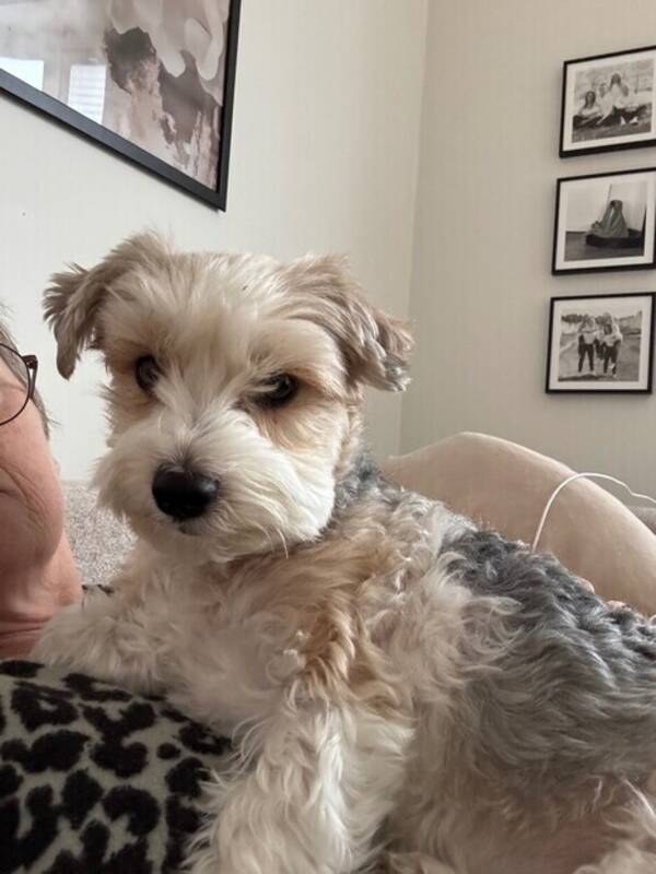 Hund - Tyson