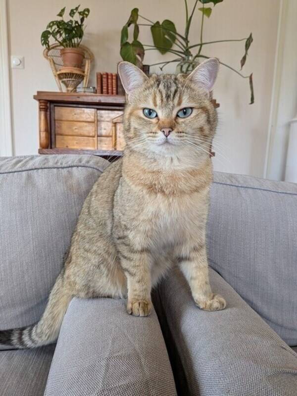 Katt - Katten Kattis
