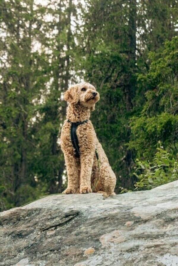 Hund - Australsk cobberdog 