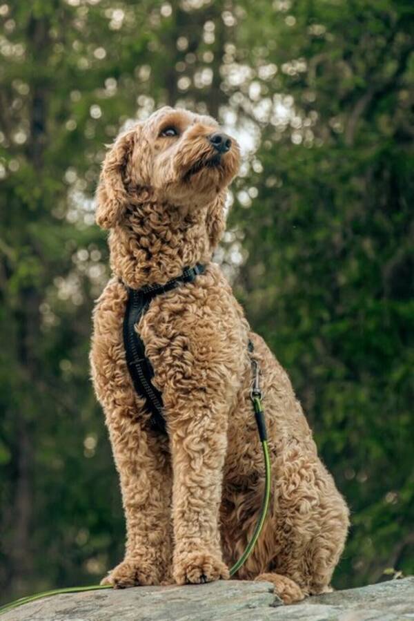 Hund - Australsk cobberdog 