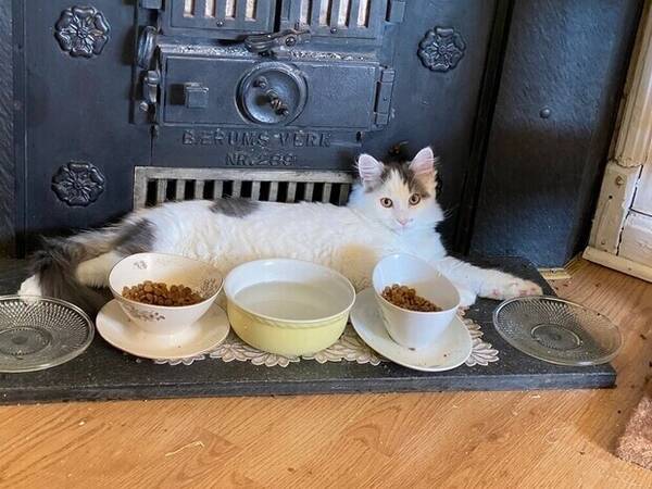 Katt - Eddi som tar det vid ro vid matskålarna!