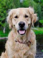 Golden retriever, Flinga