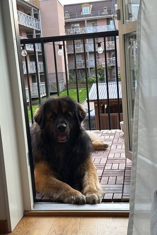 Hund - Max