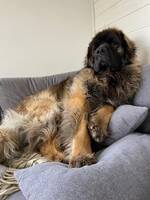 Leonberger. Pepsi