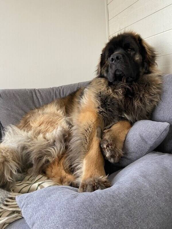 Hund - Leonberger. Pepsi