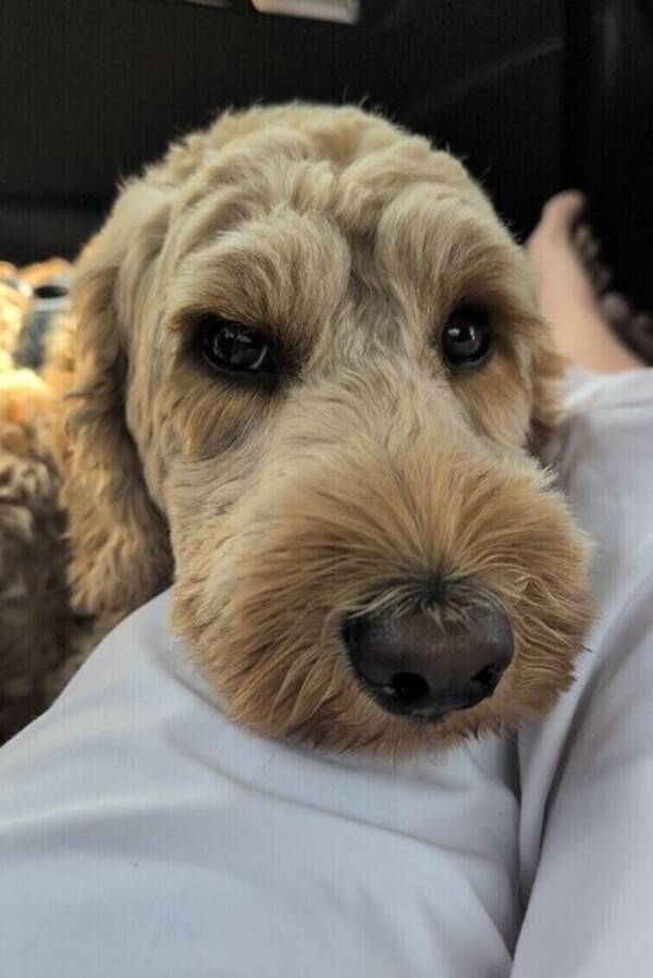 Hund - Australsk cobberdog 