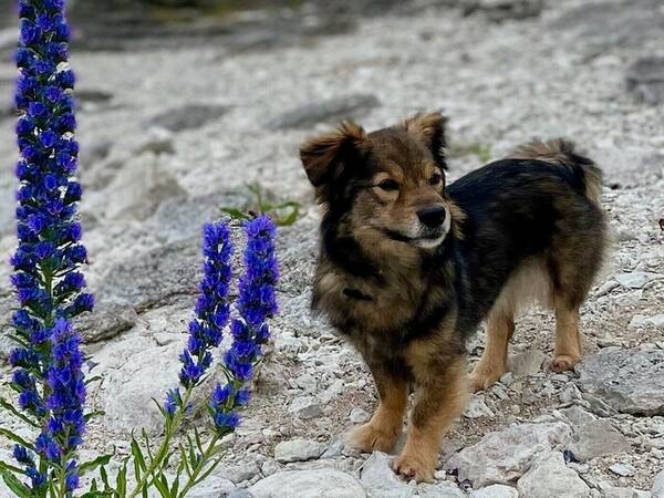Hund - Morran, liten blandras
