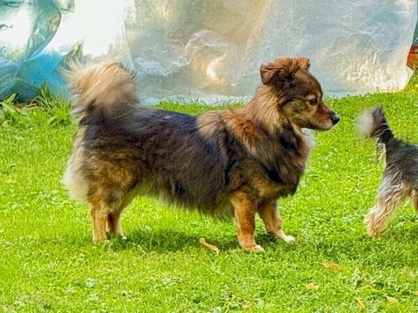 Hund - Morran, liten blandras